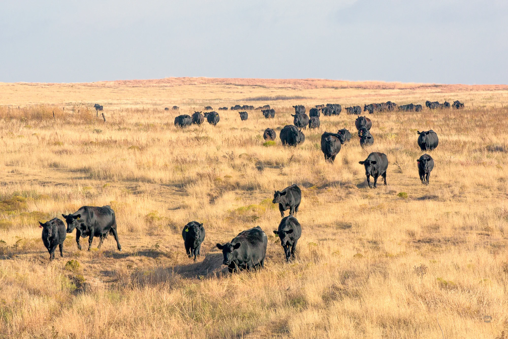 Giles Family Ranch