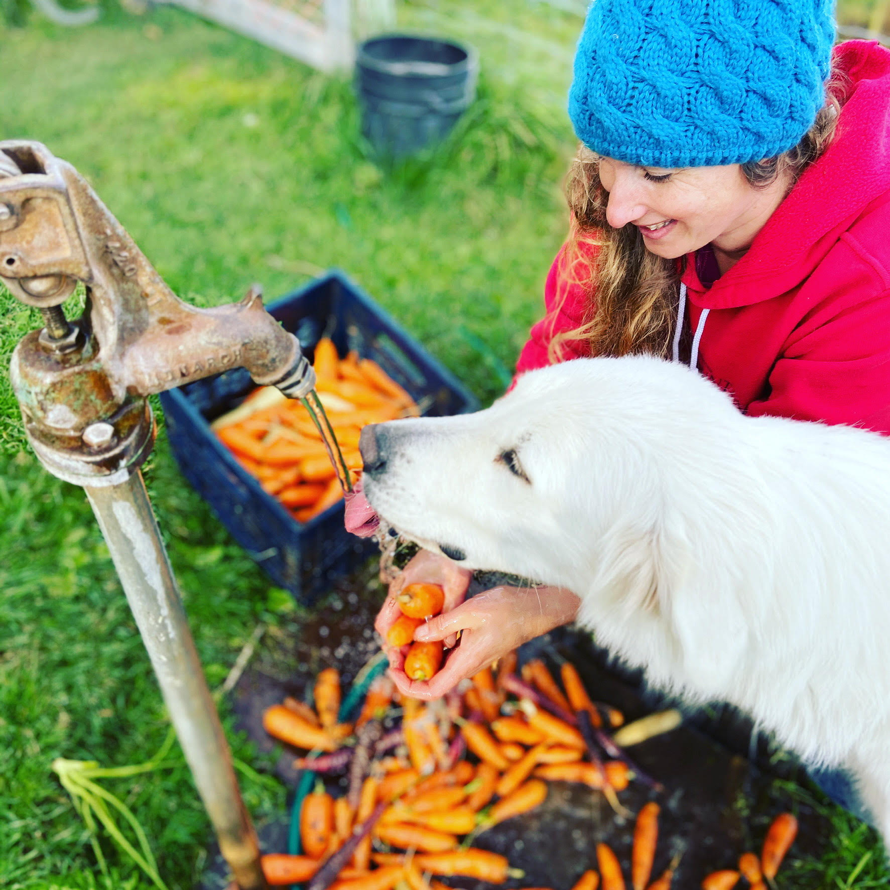 Homesteading with Chelsea Nicole: Little Mountain Ranch